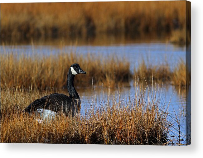 Canada Goose Acrylic Print featuring the photograph Canada Goose by Juergen Roth