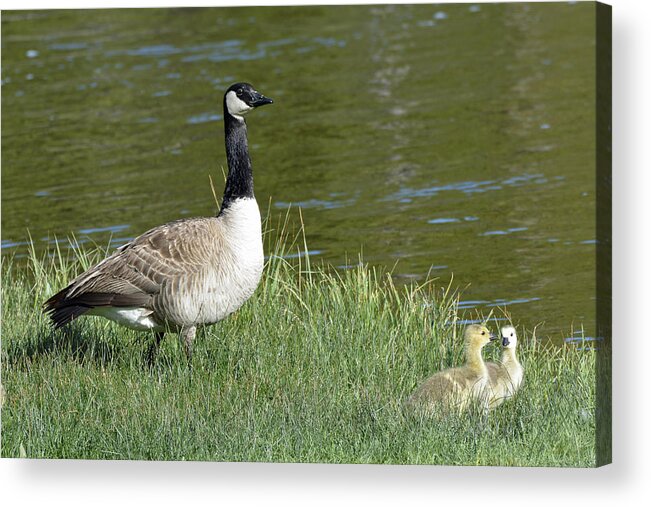 Yellowstone Acrylic Print featuring the photograph Canada Goose Mom with Goslings by Bruce Gourley