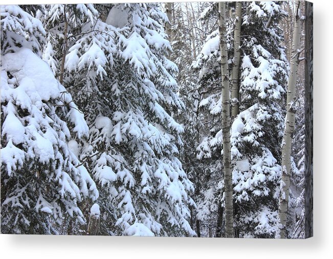 Snow Acrylic Print featuring the photograph Canadian Forest - Winter Snowfall by Jim Sauchyn