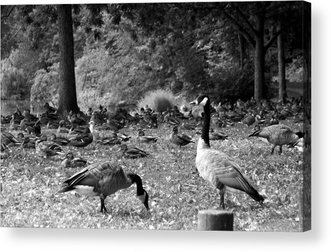 Canadian Geese Photo Acrylic Print featuring the photograph Canadian Geese by Bob Pardue