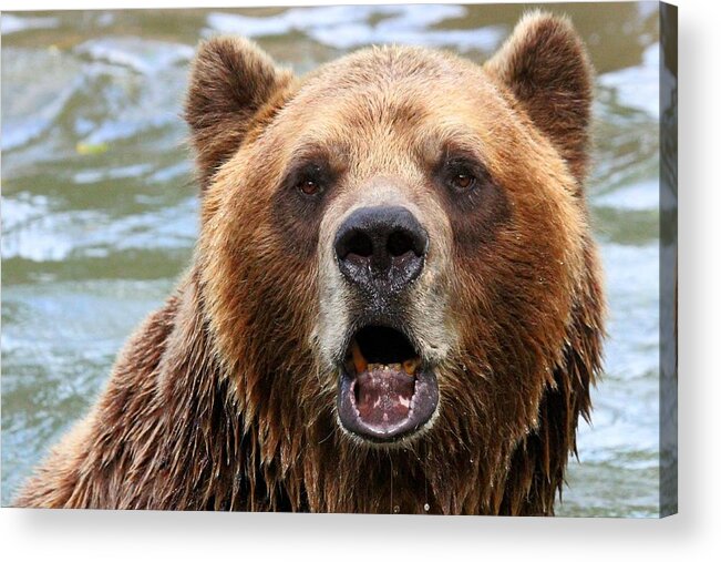 Animal Acrylic Print featuring the photograph Canadian Grizzly by Davandra Cribbie