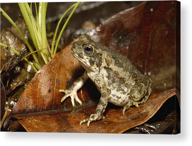 Feb0514 Acrylic Print featuring the photograph Cane Toad Juvenile Mindo Ecuador by Pete Oxford