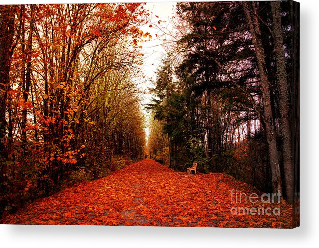 Landscape Acrylic Print featuring the photograph Canopy of trees by Sylvia Cook
