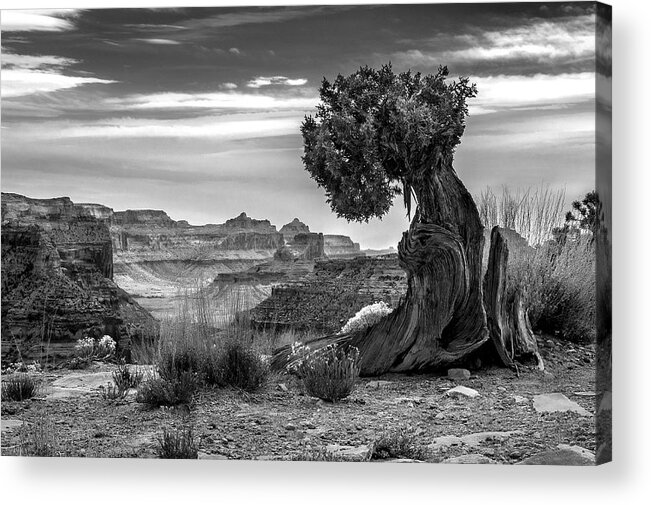 Twisted Pine Tree Acrylic Print featuring the photograph Canyon and Twisted Pine by Lori Grimmett