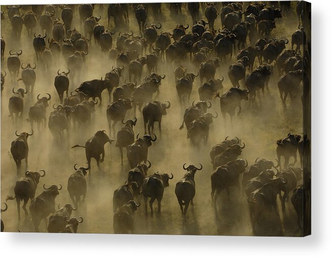 Feb0514 Acrylic Print featuring the photograph Cape Buffalo Herd Stampeding Africa by Pete Oxford