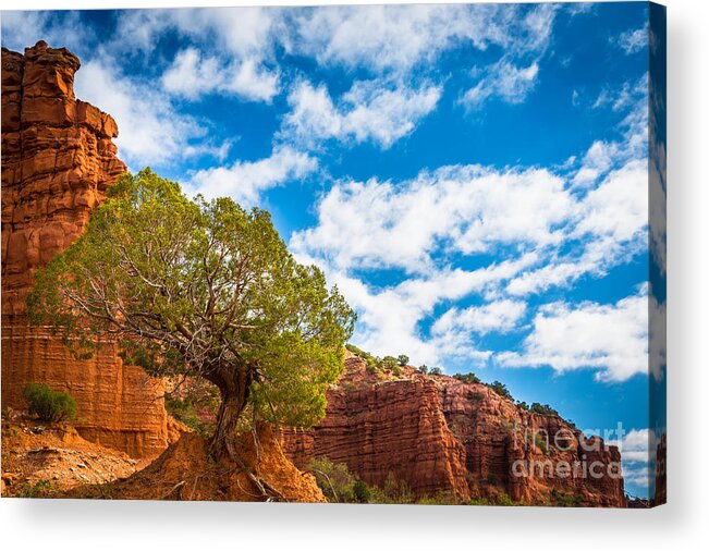 America Acrylic Print featuring the photograph Caprock Canyon Tree by Inge Johnsson