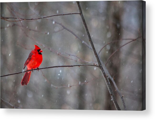 Snowy Cardinal Acrylic Print featuring the photograph Cardinal In The Snow by Karol Livote