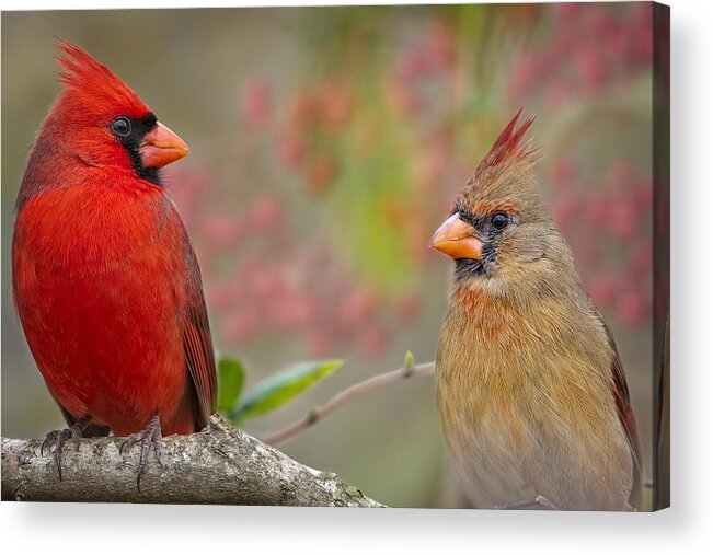 Cardinals Acrylic Print featuring the photograph Cardinal Pair by Bonnie Barry
