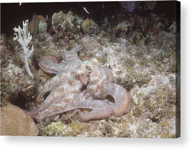 Common Reef Octopus Acrylic Print featuring the photograph Caribbean Reef Octopus by Andrew J. Martinez