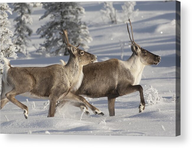 Feb0514 Acrylic Print featuring the photograph Caribou Running In Snow Alaska by Michael Quinton