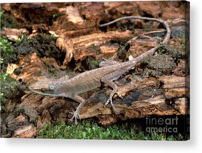 Green Anole Acrylic Print featuring the photograph Carolina Anole Sequence by ER Degginger