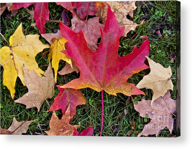 Autumn Acrylic Print featuring the photograph Carpet of Colour by Maria Janicki