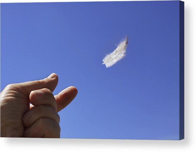Feather Acrylic Print featuring the photograph Carried on Wind by Jason Politte
