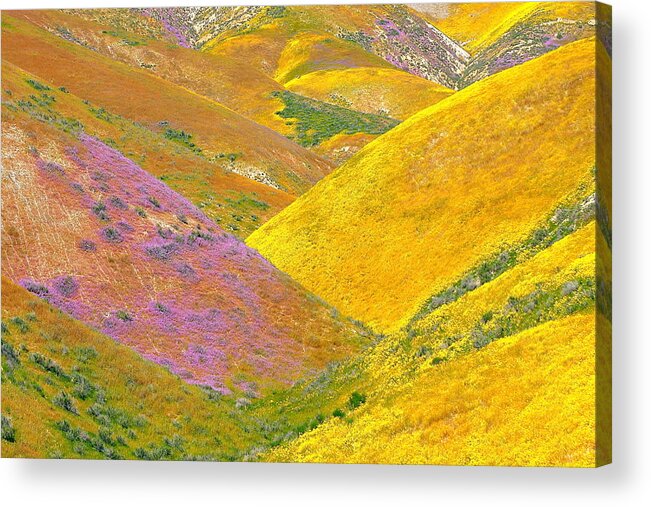 California Acrylic Print featuring the photograph Carrizo Wildflowers by Marc Crumpler