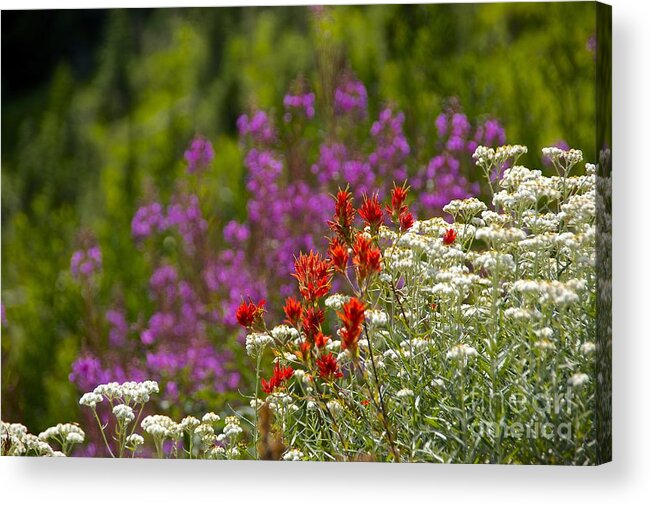 Photography Acrylic Print featuring the photograph Cascade Wildflowers by Sean Griffin