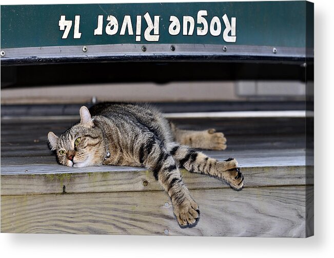 Animal Acrylic Print featuring the photograph Cat and a Canoe by Susan Leggett