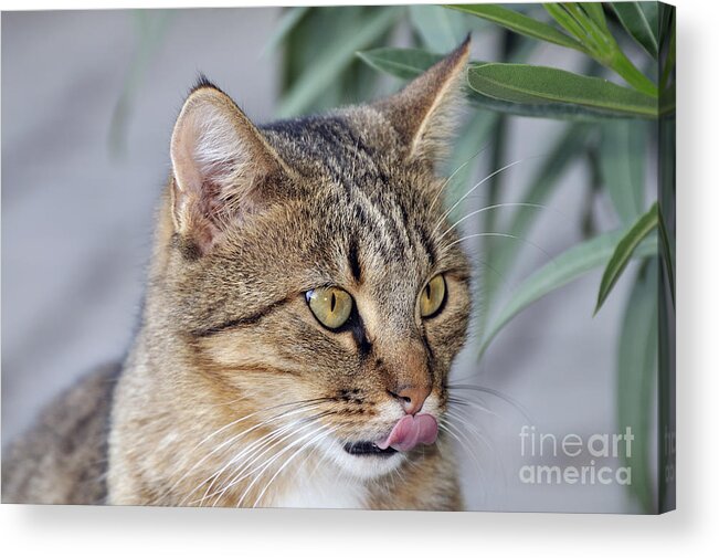 Cat; Cats; Feline; Tabby; Animal; Sit; Sitting; Rest; Resting; Free; Alone; Greece; Hellas; Greek; Hellenic; Athens; Yellow; Eyes; Portrait; Tongue; Pink; Red Acrylic Print featuring the photograph Cat in Athens by George Atsametakis