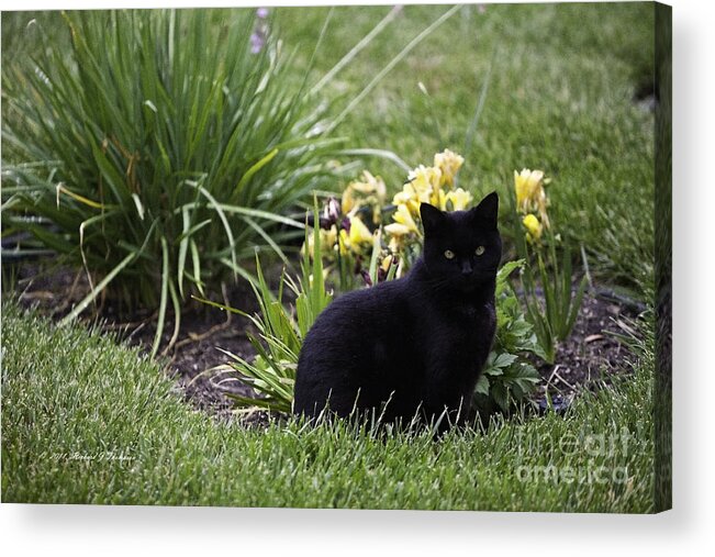 Black Acrylic Print featuring the photograph Cat Looking At You. by Richard J Thompson 