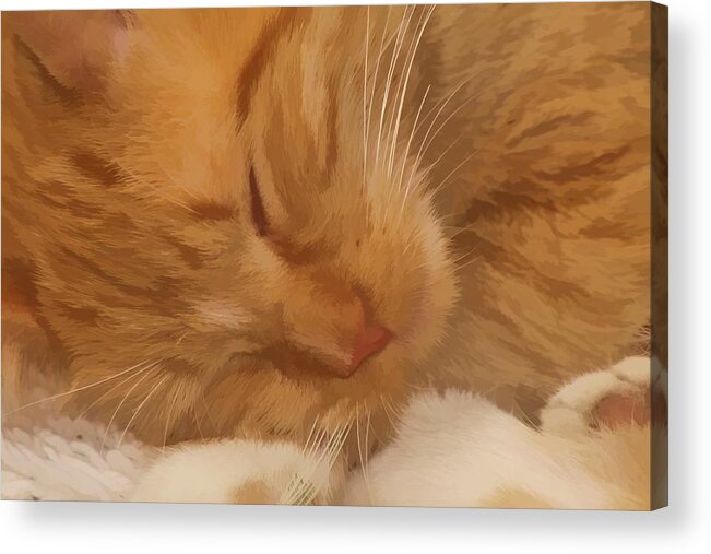 Cat. Yellow Acrylic Print featuring the photograph Cat Nap by Audreen Gieger