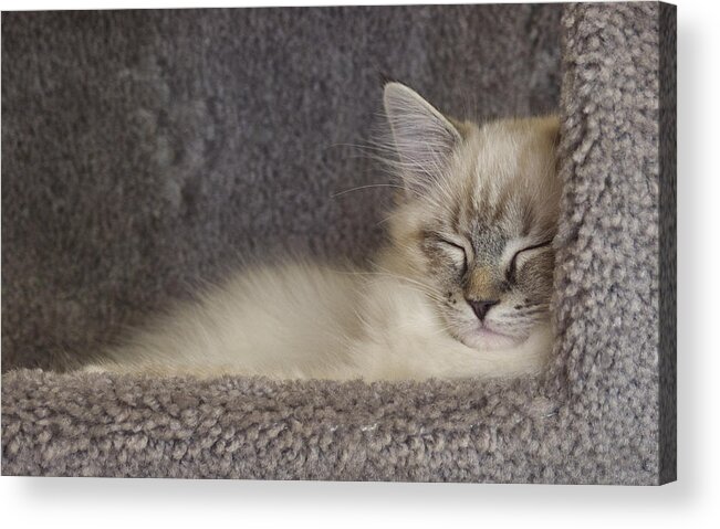Cat Acrylic Print featuring the photograph Cat Nap by David Kay