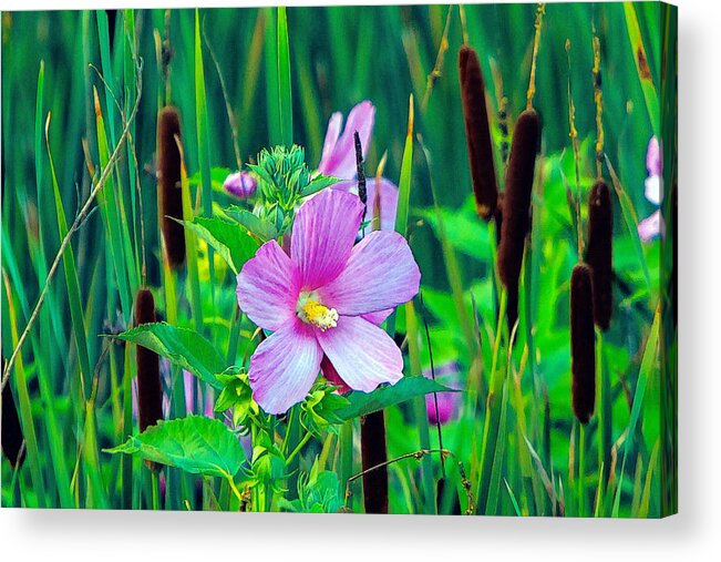 Marsh Mallow Acrylic Print featuring the photograph Cat-O-Nine-Tails And Marsh Mallows by Constantine Gregory
