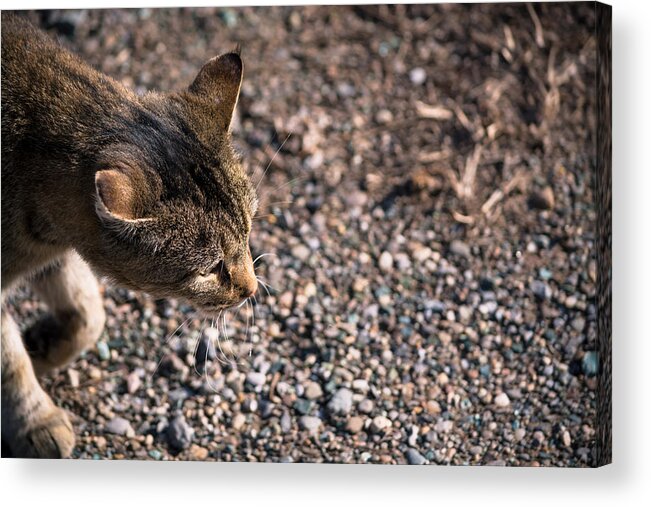Cat Acrylic Print featuring the photograph Cat On The Prowl by Holden The Moment