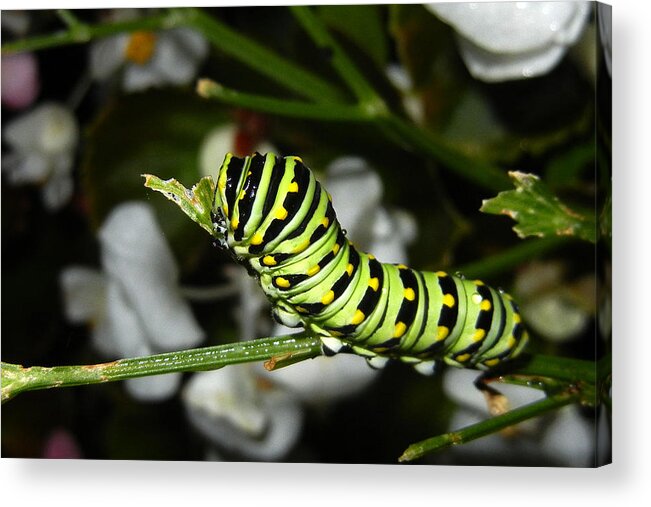 Eastern Black Swallowtail Caterpillar Acrylic Print featuring the photograph Caterpillar Camouflage by Bill Swartwout