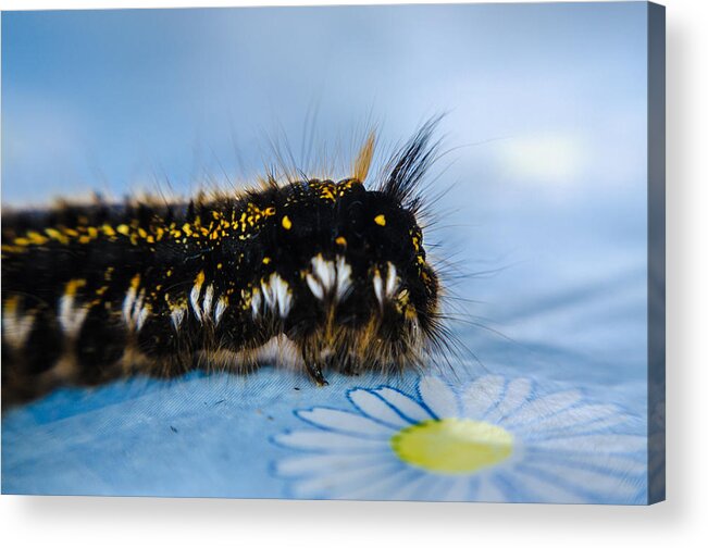 Insect Acrylic Print featuring the photograph Caterpillar on the table by Michael Goyberg
