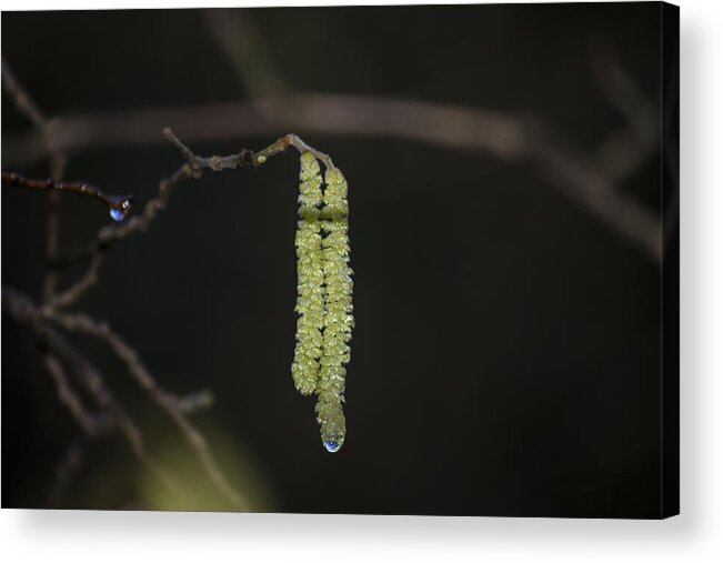 Spring Acrylic Print featuring the photograph Catkins Teardrop by Spikey Mouse Photography