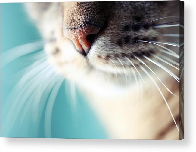 Bulgaria Acrylic Print featuring the photograph Cats Nose And Whiskers, Close Up by By Julie Mcinnes