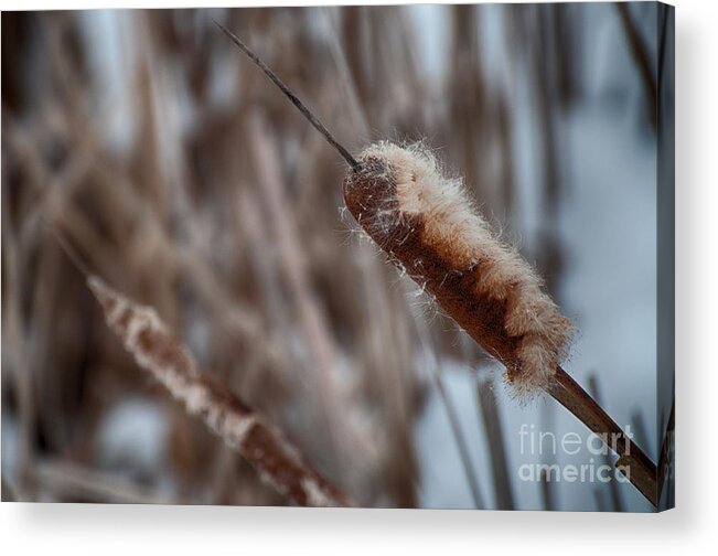 Cattail Acrylic Print featuring the photograph Cattails by Bianca Nadeau