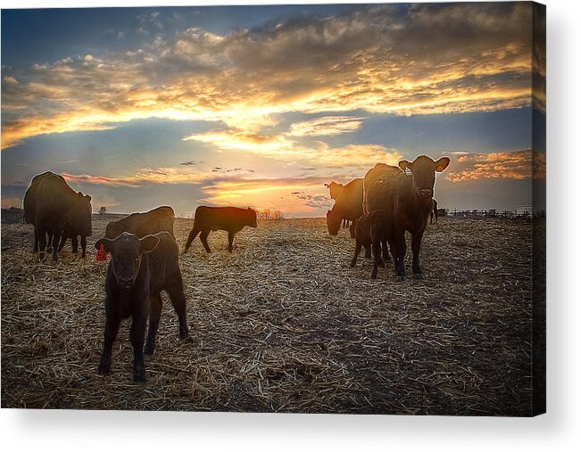 Ranch Acrylic Print featuring the photograph Cattle Sunset 2 by Thomas Zimmerman