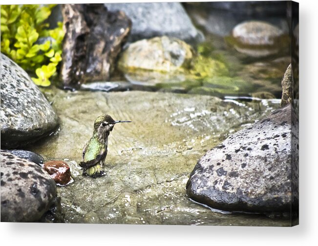 Hummingbird Acrylic Print featuring the photograph Caught In The Act by Priya Ghose