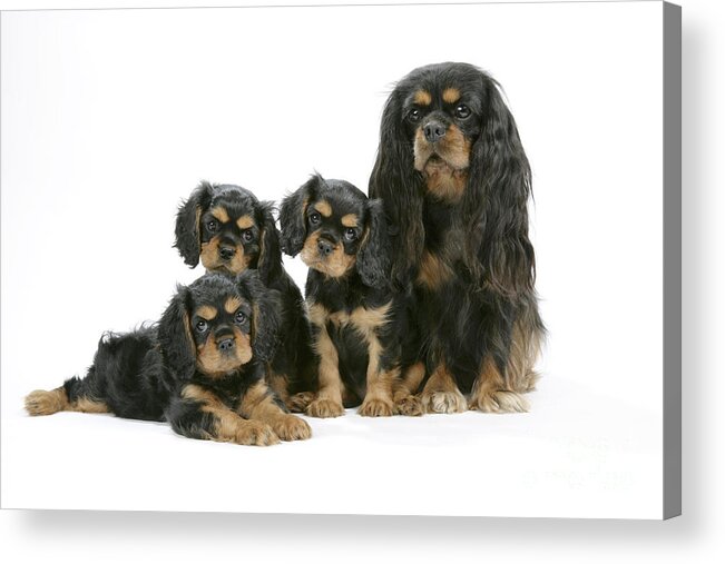 Dog Acrylic Print featuring the photograph Cavalier King Charles Spaniels by John Daniels