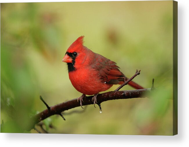 Cardinal Acrylic Print featuring the photograph Center Cardinal by Karol Livote