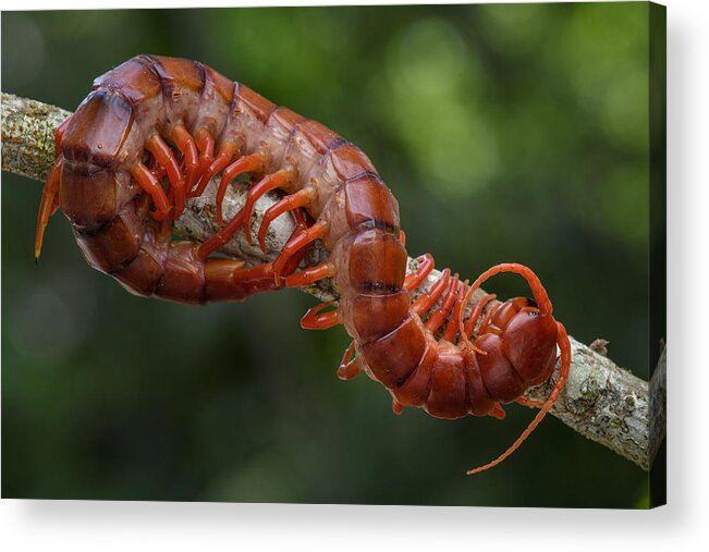 Ch'ien Lee Acrylic Print featuring the photograph Centipede Malaysia by Ch'ien Lee