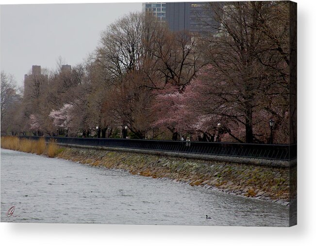 Central Park Acrylic Print featuring the photograph Central Park 4 by Chris Thomas