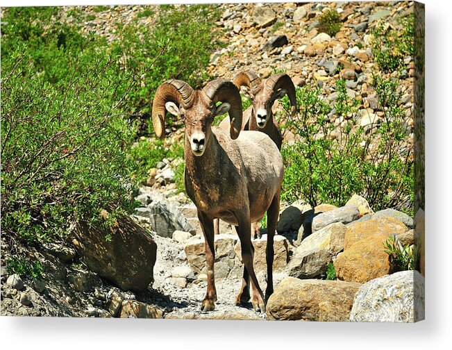 Glacier National Park Acrylic Print featuring the photograph Chance Encounters by Greg Norrell