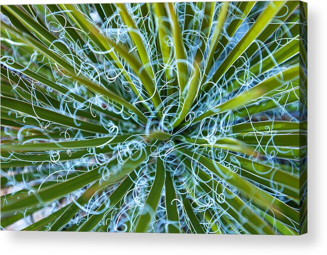Nature Acrylic Print featuring the photograph Chaos by Jonathan Nguyen