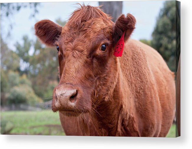 Cow Acrylic Print featuring the photograph Charlotte by Michelle Wrighton