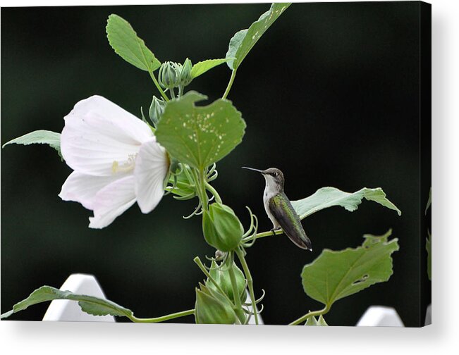 Hummingbird Acrylic Print featuring the photograph Charming Hummingbird by Rob Hemphill