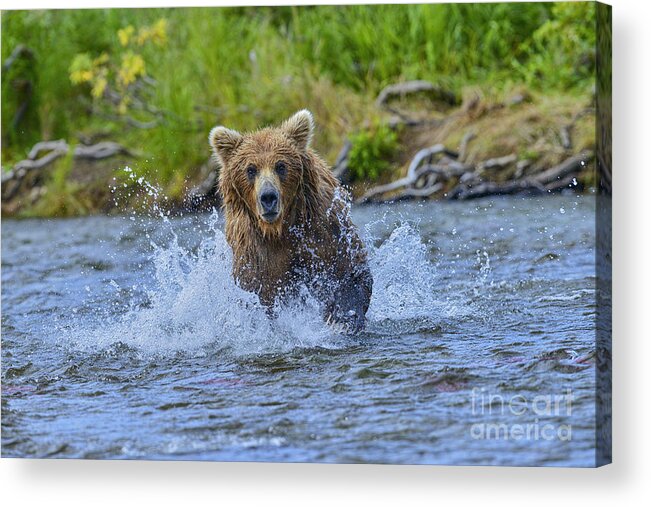 Brown Bear Acrylic Print featuring the photograph Chasing Salmon In Stream by Dan Friend
