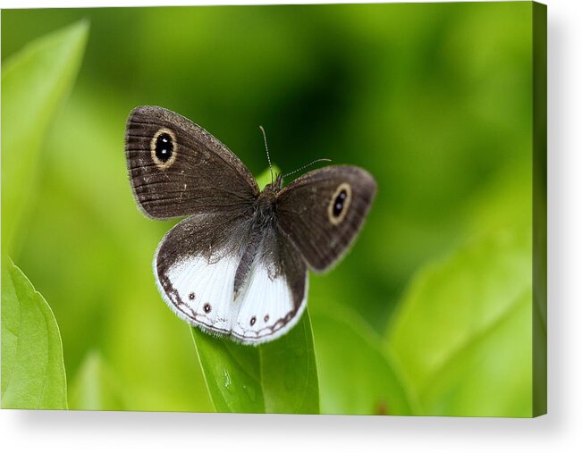 Butterfly Acrylic Print featuring the photograph Chasing the Dream by Ramabhadran Thirupattur