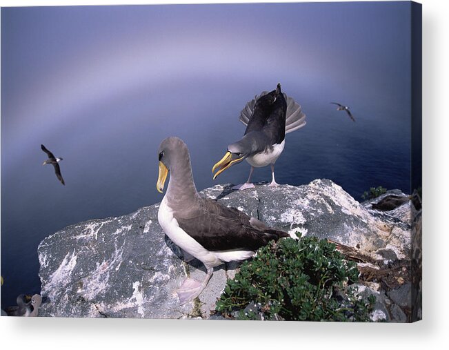 Feb0514 Acrylic Print featuring the photograph Chatham Albatross Pair On Cliff Chatham by Tui De Roy