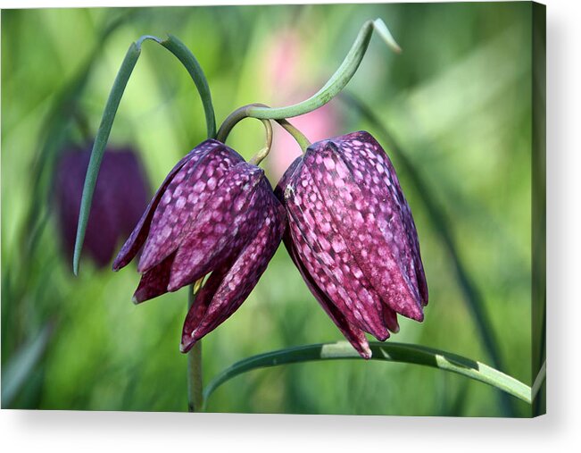 Flower Acrylic Print featuring the photograph Checkered Lily by Theo O Connor