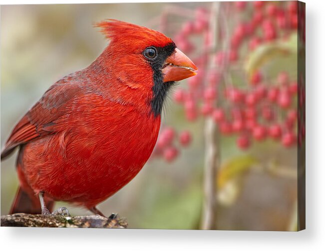 Male Northern Cardinal Acrylic Print featuring the photograph Cheerful Presence in the Garden by Bonnie Barry