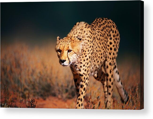 #faatoppicks Acrylic Print featuring the photograph Cheetah approaching from the front by Johan Swanepoel