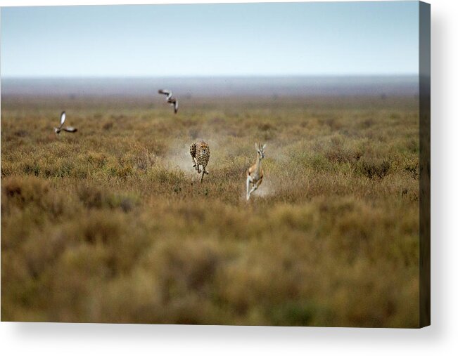 Grass Acrylic Print featuring the photograph Cheetah Chases Gazelle, Ngorongoro by Paul Souders