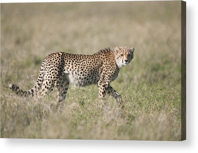 Feb0514 Acrylic Print featuring the photograph Cheetah Cub Kenya by Tui De Roy