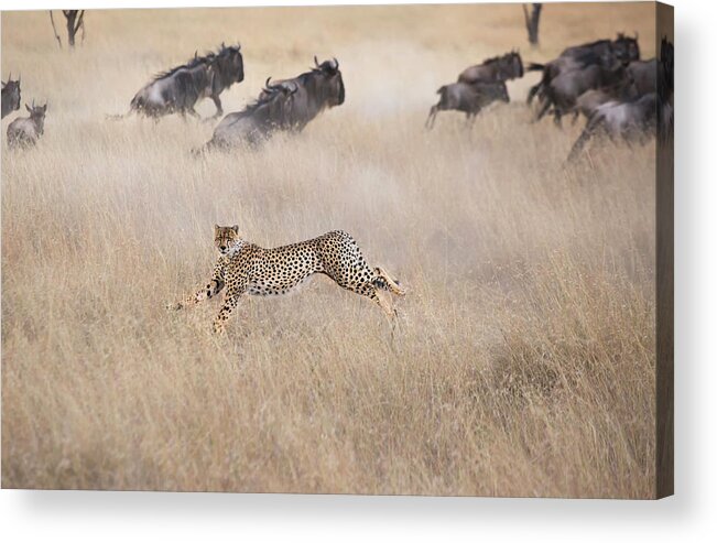 Cheetah Acrylic Print featuring the photograph Cheetah Hunting by Jun Zuo